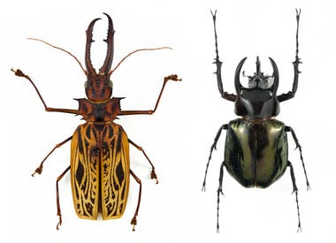 Beetles - Coleoptera