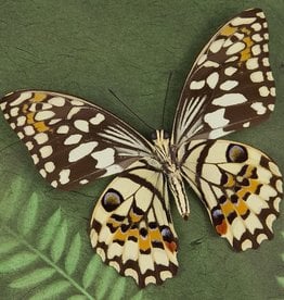Papilio demoleus ssp.? M A1 Sri Lanka a.o.