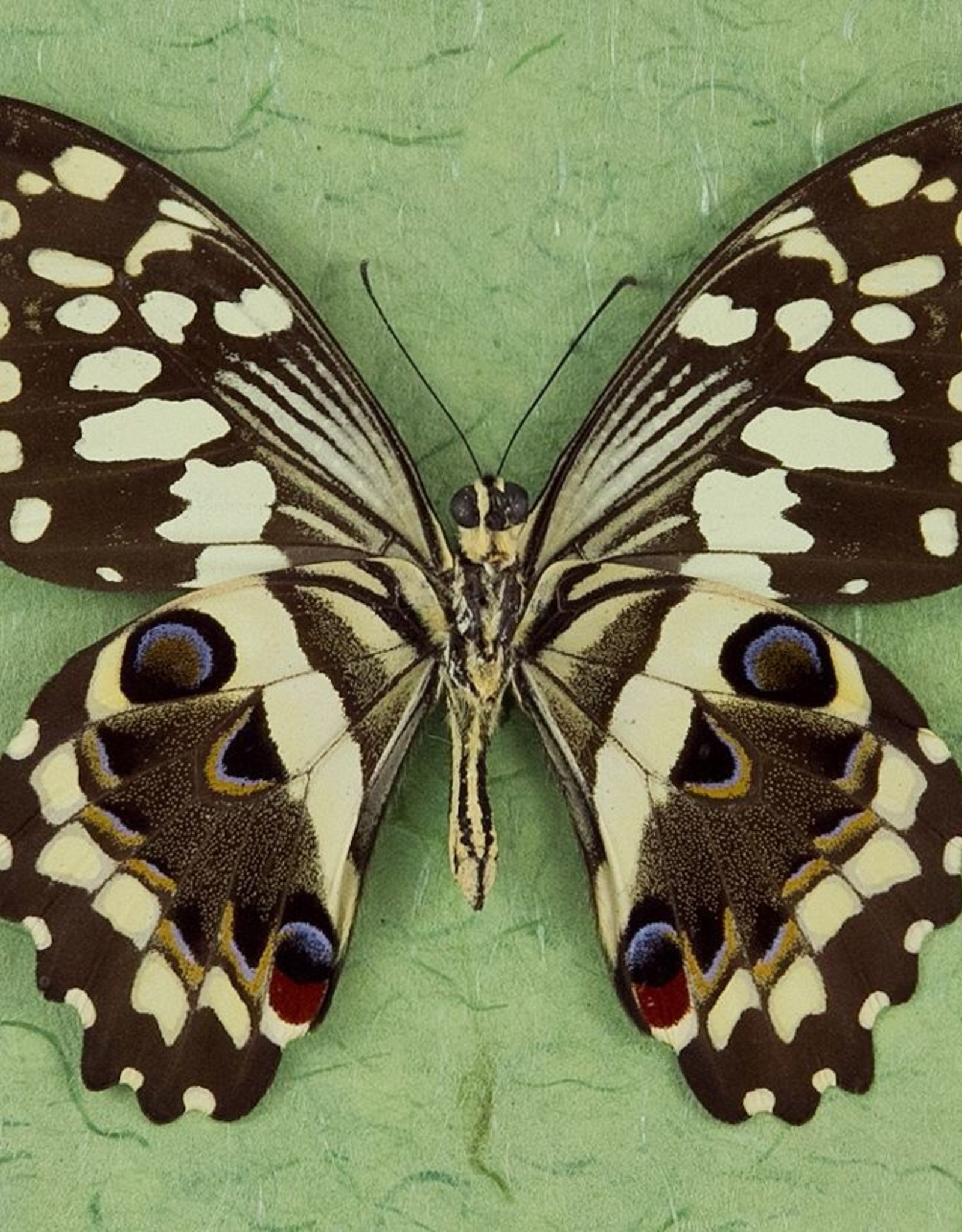 Papilio demodocus M A1 CAR