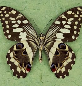 Papilio demodocus M A1 CAR