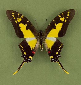 Eurytides thyastes thyastinus M A1 Upper Huallaga Valley, Peru