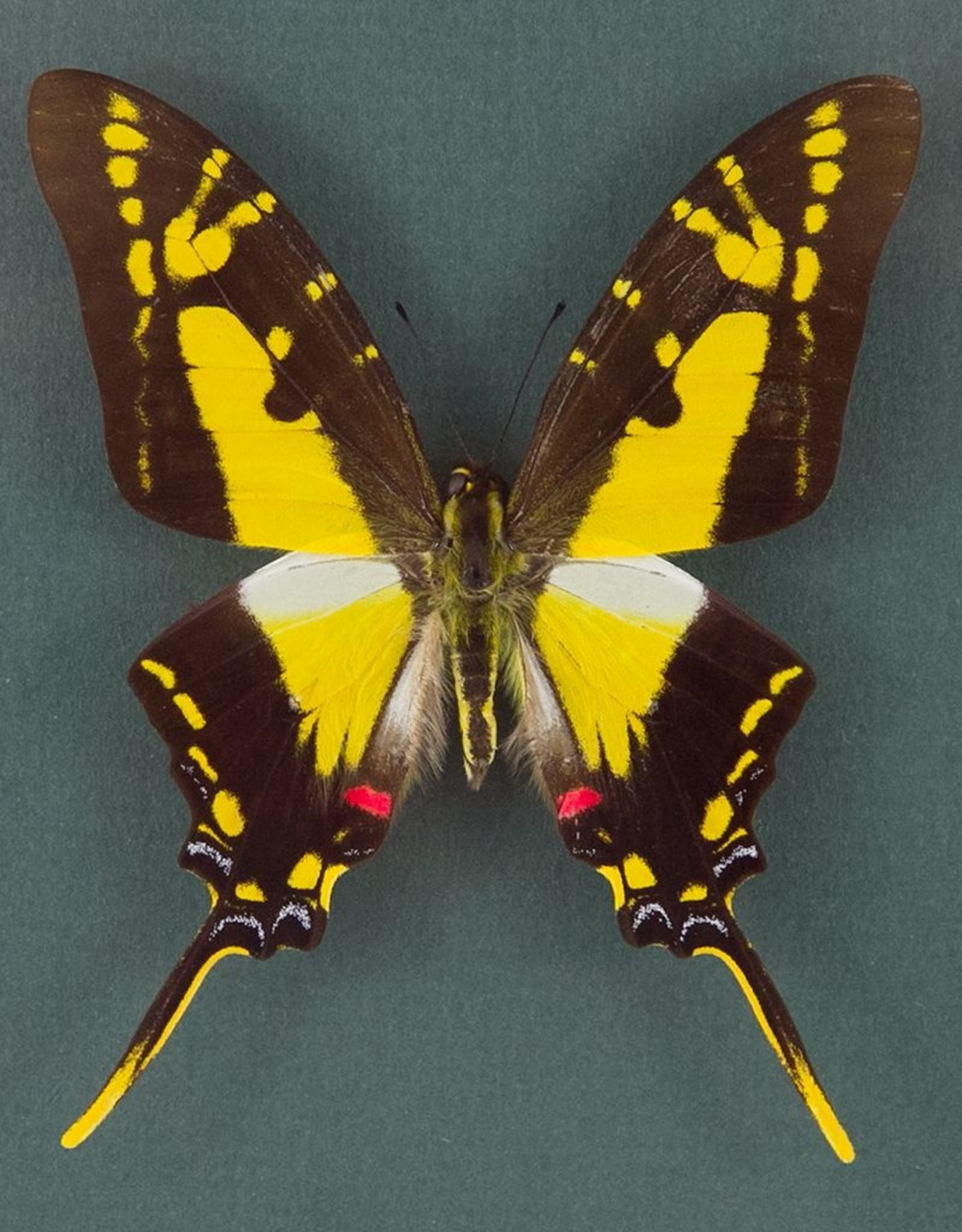 Eurytides thyastes thyastinus M A1 Upper Huallaga Valley, Peru