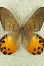 Pierella hyceta M A1 Peru