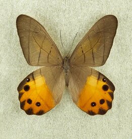 Pierella hyceta M A1 Peru