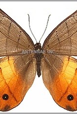 Pierella hyceta M A1 Peru