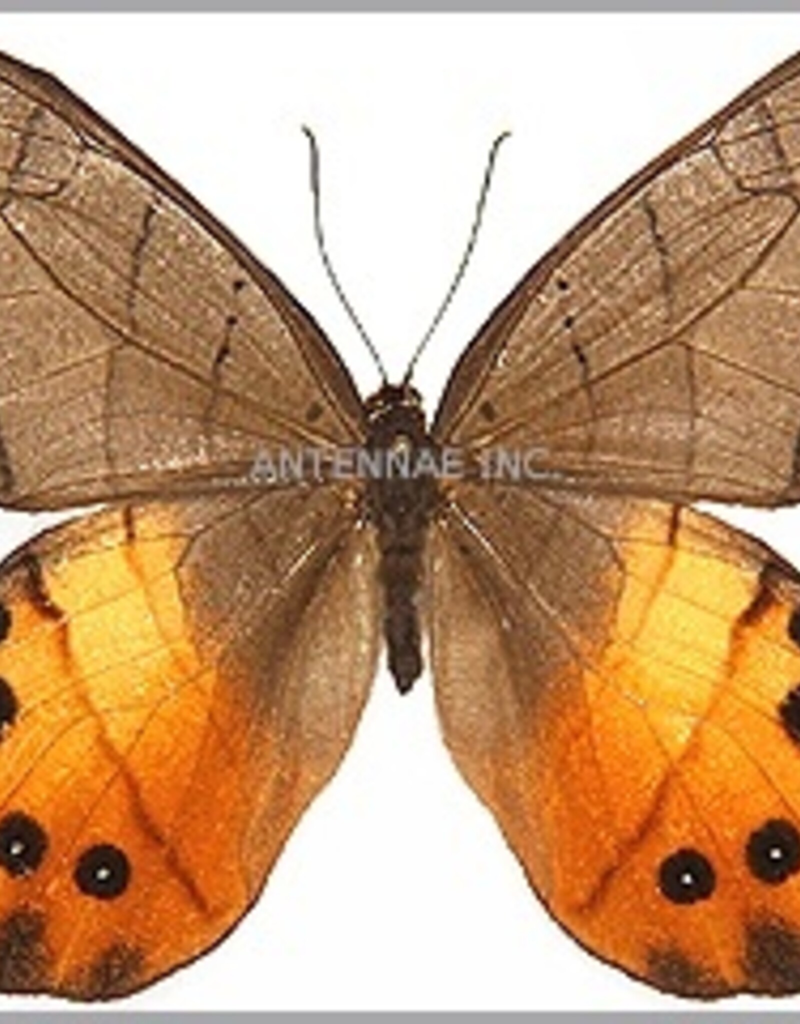 Pierella hyceta M A1 Peru