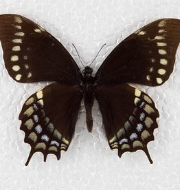 Papilio warscewiczii mercedes M A1 Peru