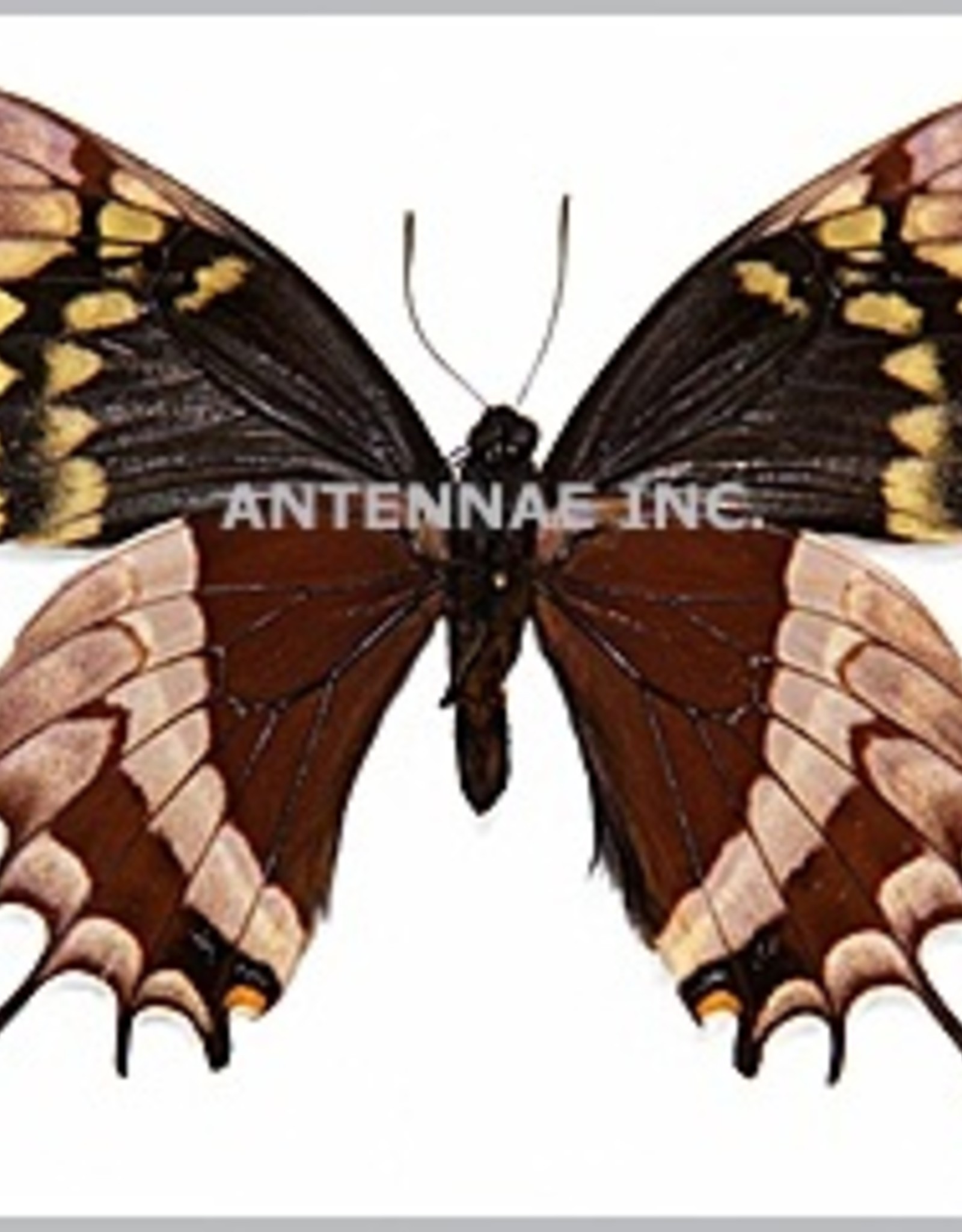 Papilio warscewiczii mercedes M A1 Peru