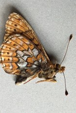 Boloria astarte astarte F A1 Canada