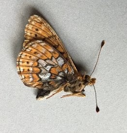 Boloria astarte astarte F A1 Canada