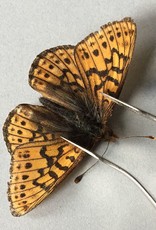 Boloria astarte astarte F A1 Canada