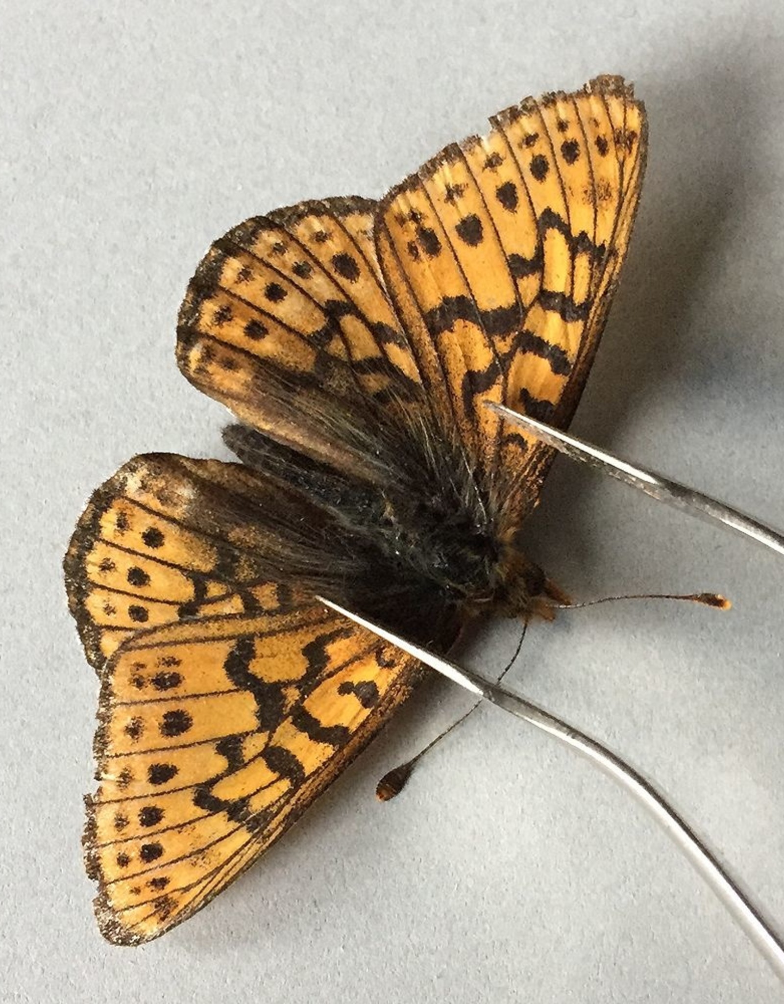 Boloria astarte astarte F A1 Canada