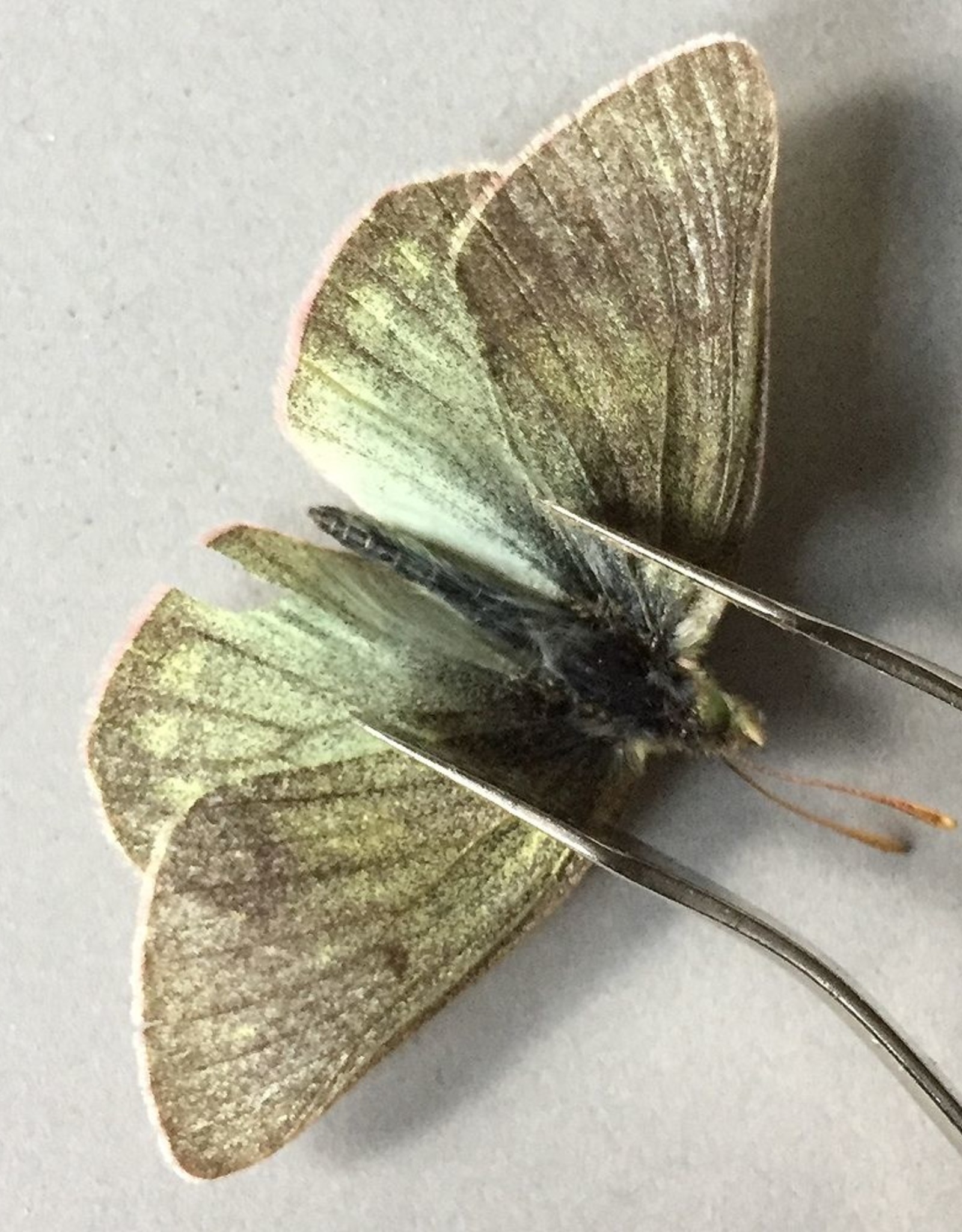 Colias nastes streckeri PAIR A1 Alberta, Canada