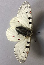 Parnassius smintheus smintheus M A1 AB, Canada