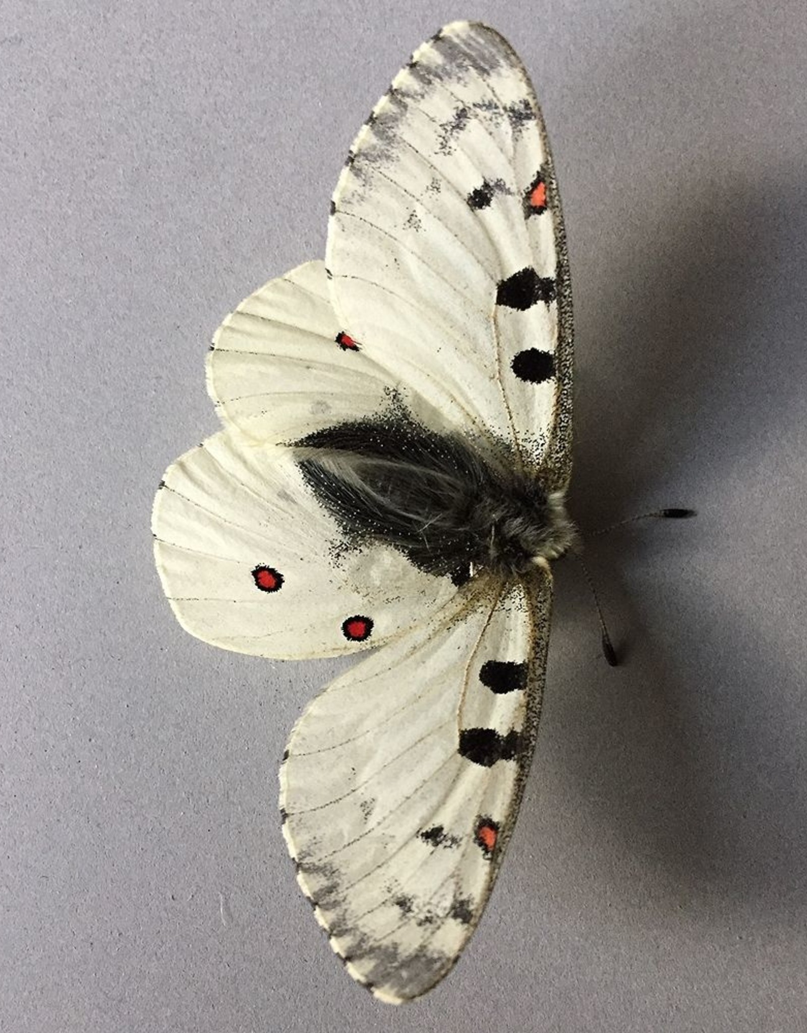 Parnassius smintheus smintheus M A1 AB, Canada