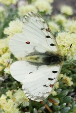 Parnassius smintheus smintheus M A1 AB, Canada