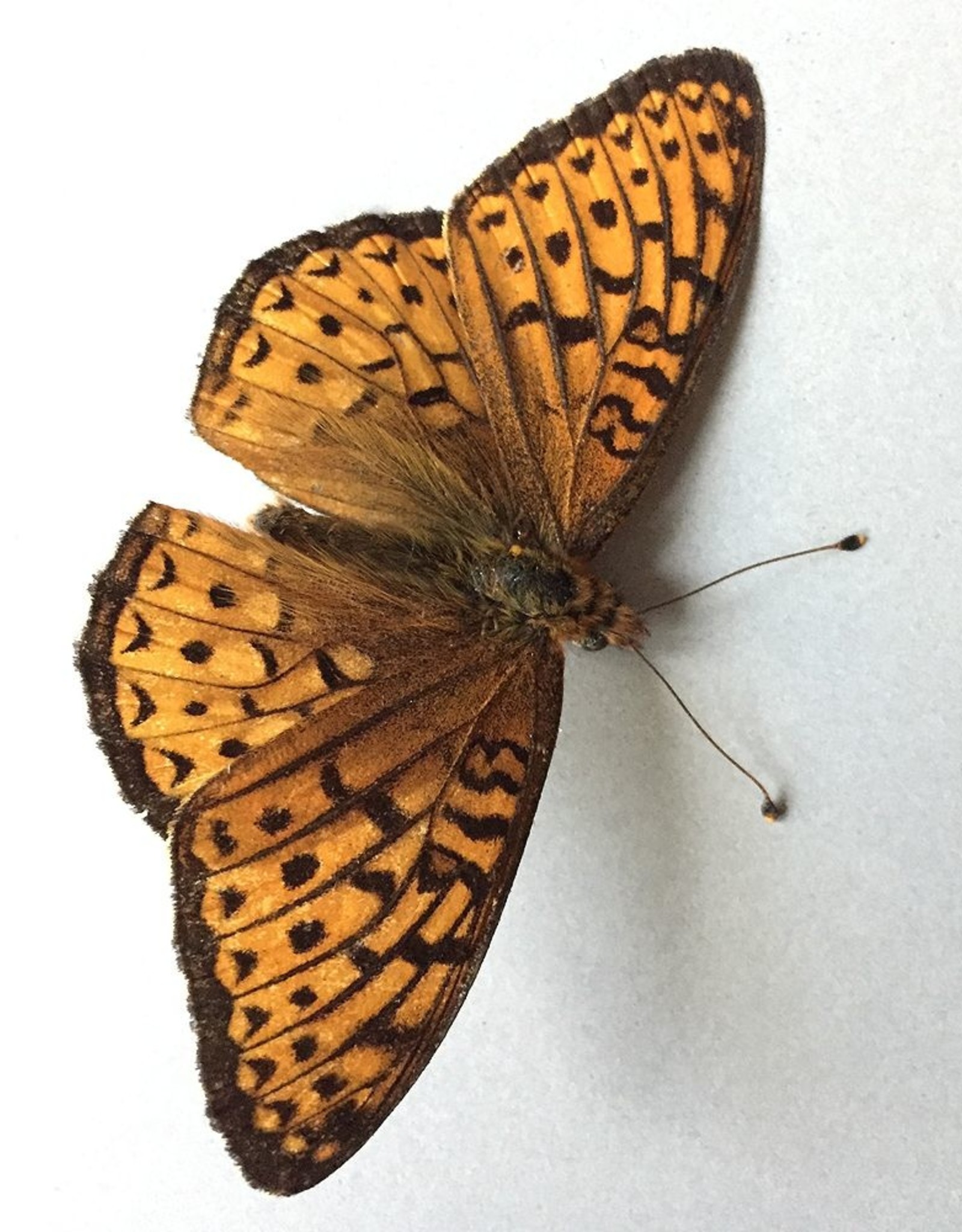 Speyeria hesperis beani M A1 Alberta, Canada