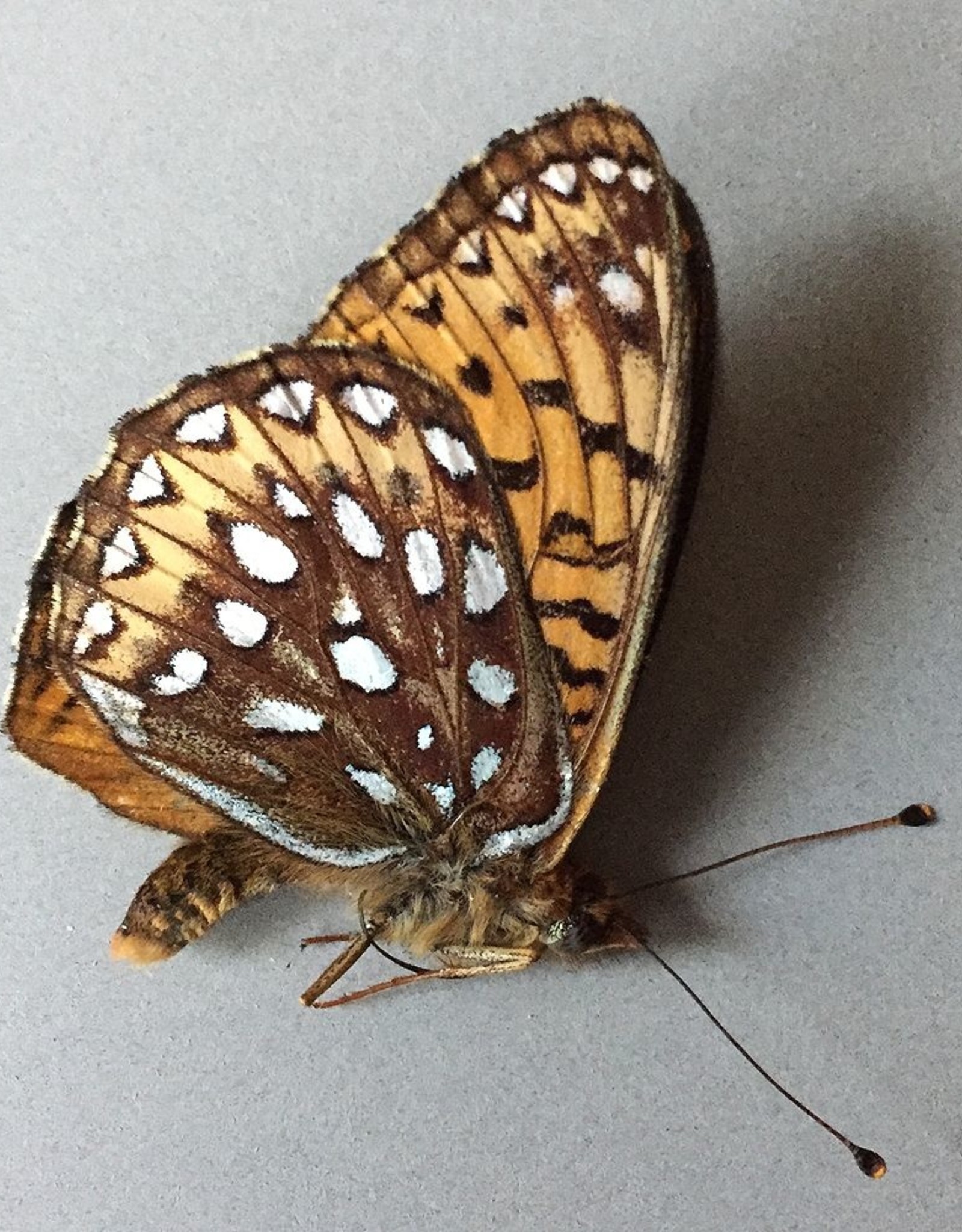 Speyeria hesperis beani M A1 Alberta, Canada