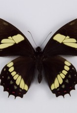 Papilio aristeus coelebs M A1 Peru