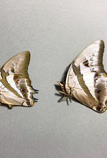 Polyura schreiber schreiber PAIR A1 Indonesia