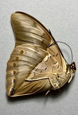 Prepona (Archaeoprepona) MIX M A1 Peru