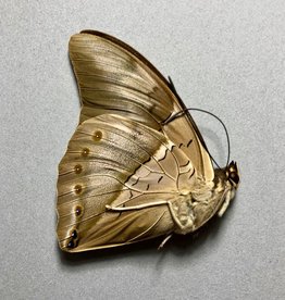 Prepona (Archaeoprepona) MIX M A1 Peru
