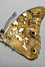 Prepona (Archeoprepona) eugenes eugenes M A1/A1- Upper Huallaga Valley, Peru