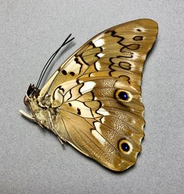 Prepona (Archeoprepona) eugenes eugenes M A1/A1- Upper Huallaga Valley, Peru