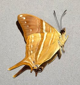 Marpesia marcella M A1 Peru