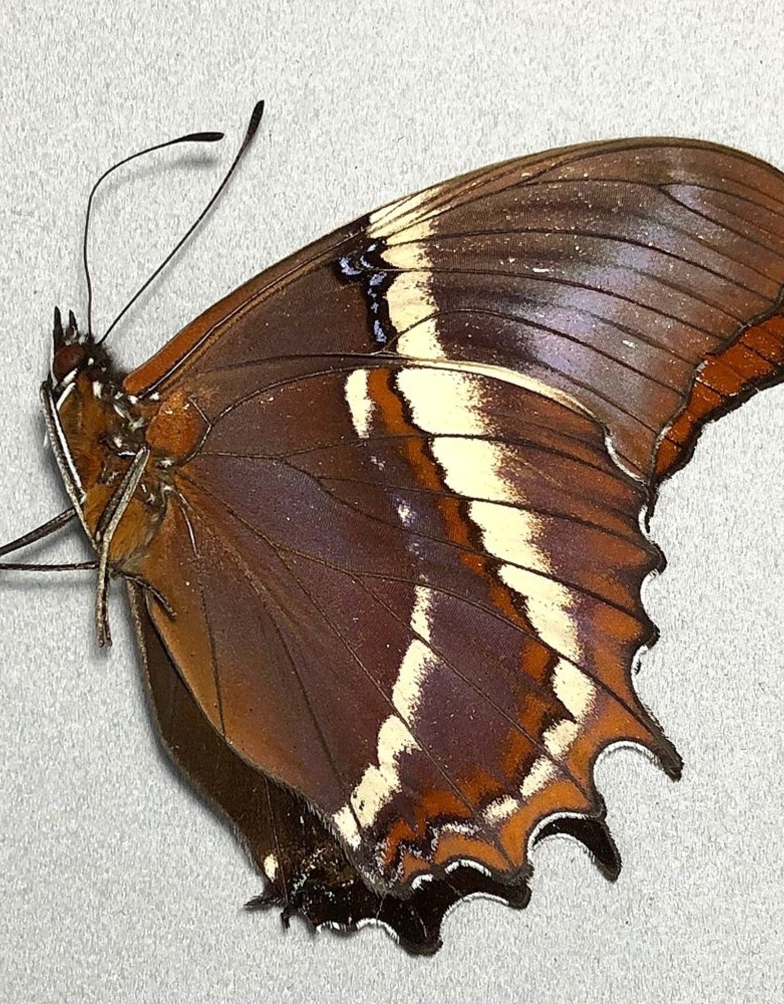 Siproeta epaphus M A1 Peru