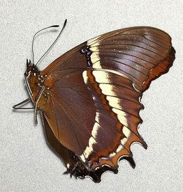 Siproeta epaphus M A1 Peru