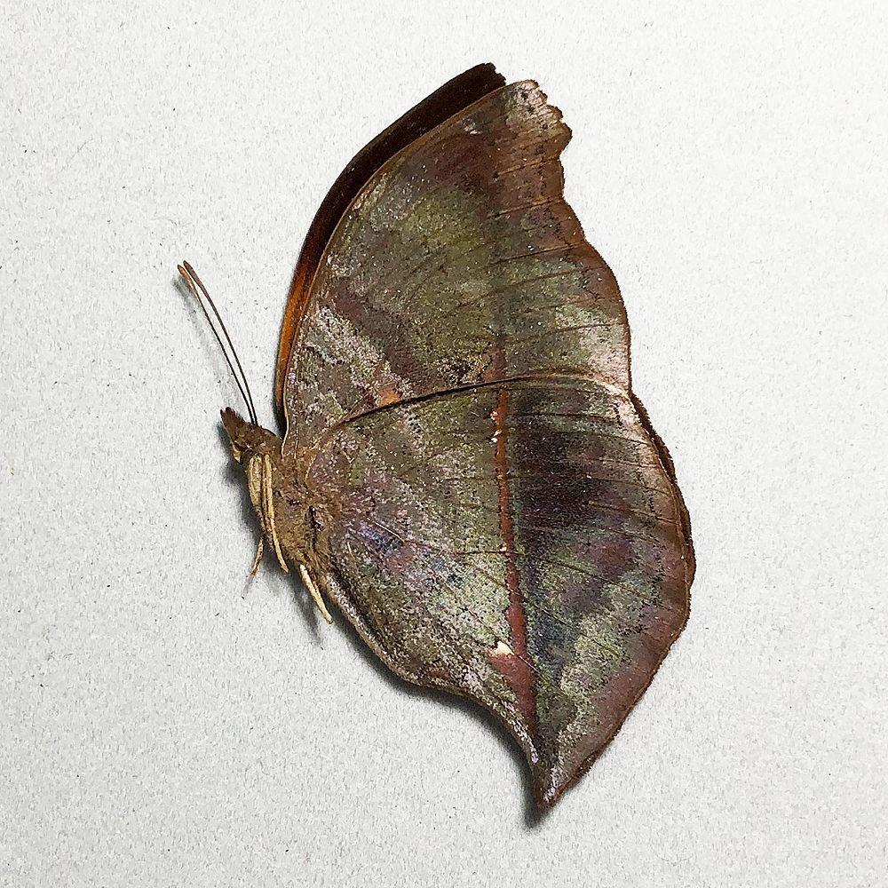 Salamis anteva M A1 Madagascar - Butterfly Art Inc.