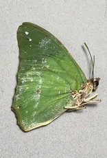 Charaxes eupale M A1 CAR