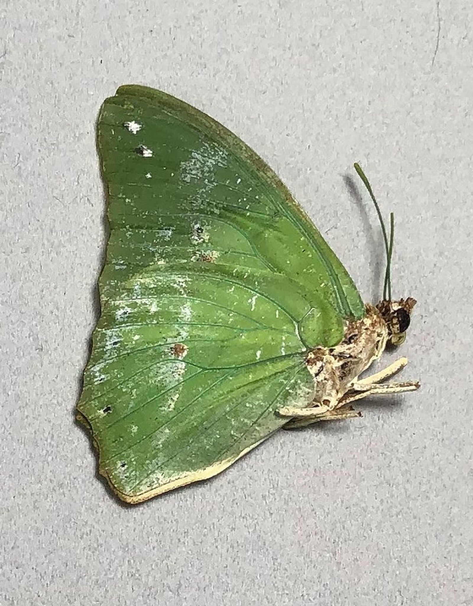 Charaxes eupale M A1 CAR