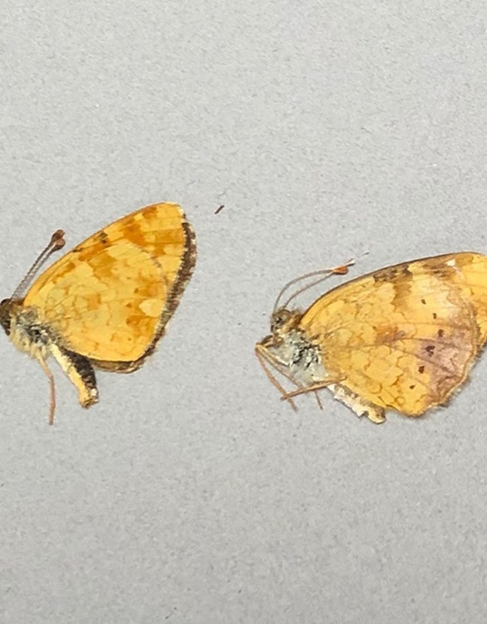 Phyciodes pulchella F A1 Canada