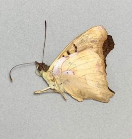 Doxocopa seraphina M A1 Argentina