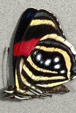 Callicore hesperis M A1/A1- Caranavi, Bolivia