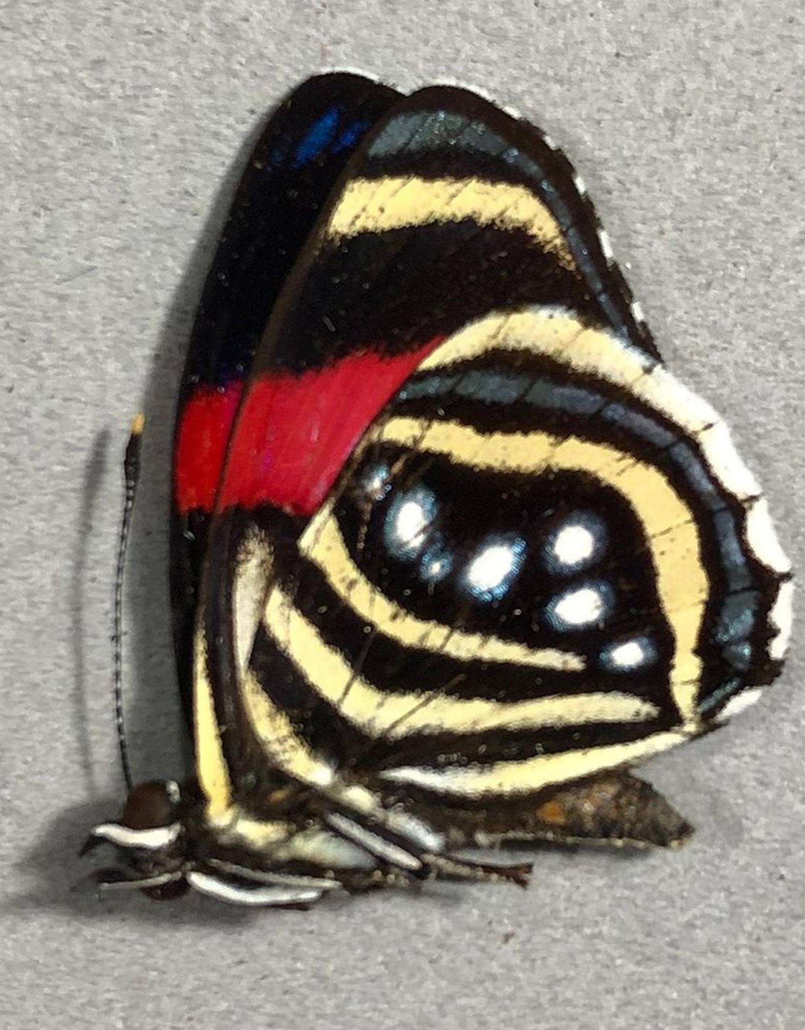 Callicore hesperis M A1/A1- Caranavi, Bolivia