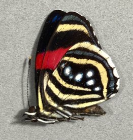 Callicore hesperis M A1/A1- Caranavi, Bolivia