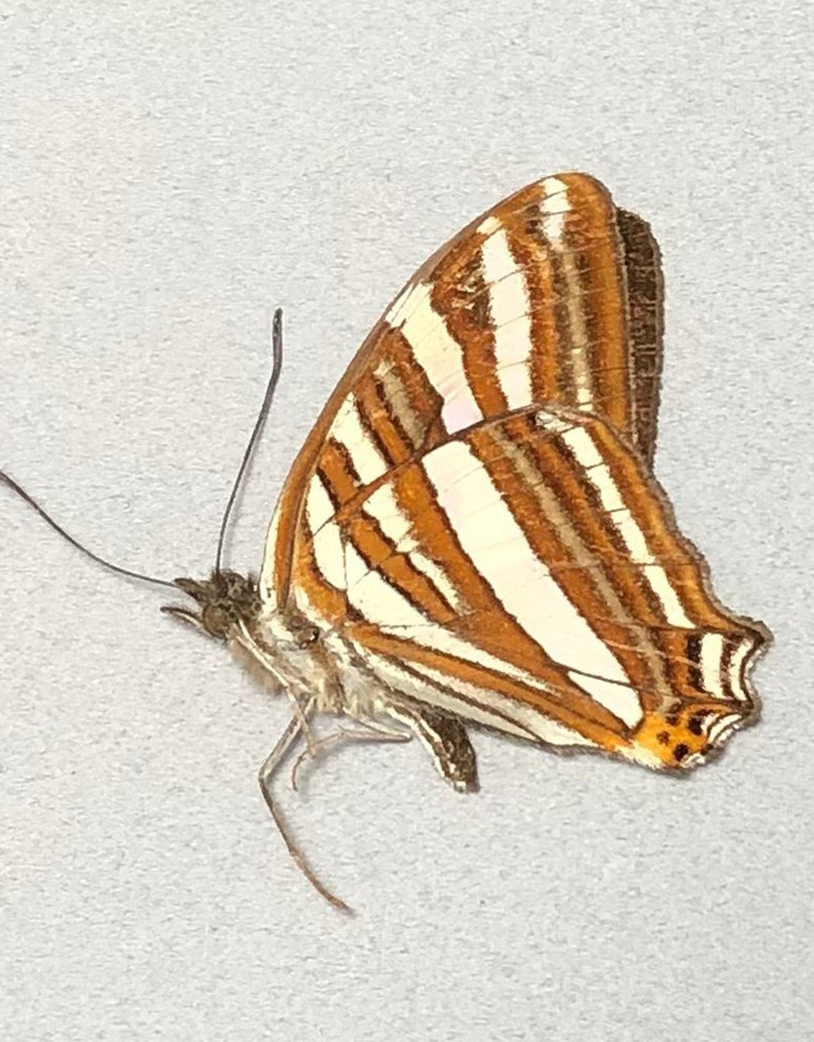 Adelpha mythra M A1 Peru