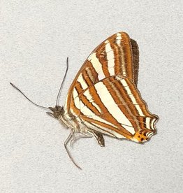 Adelpha mythra M A1 Peru