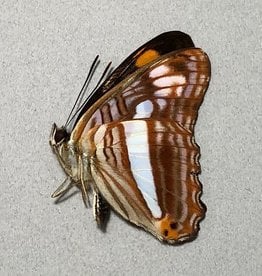 Adelpha thessalia M A1 Peru