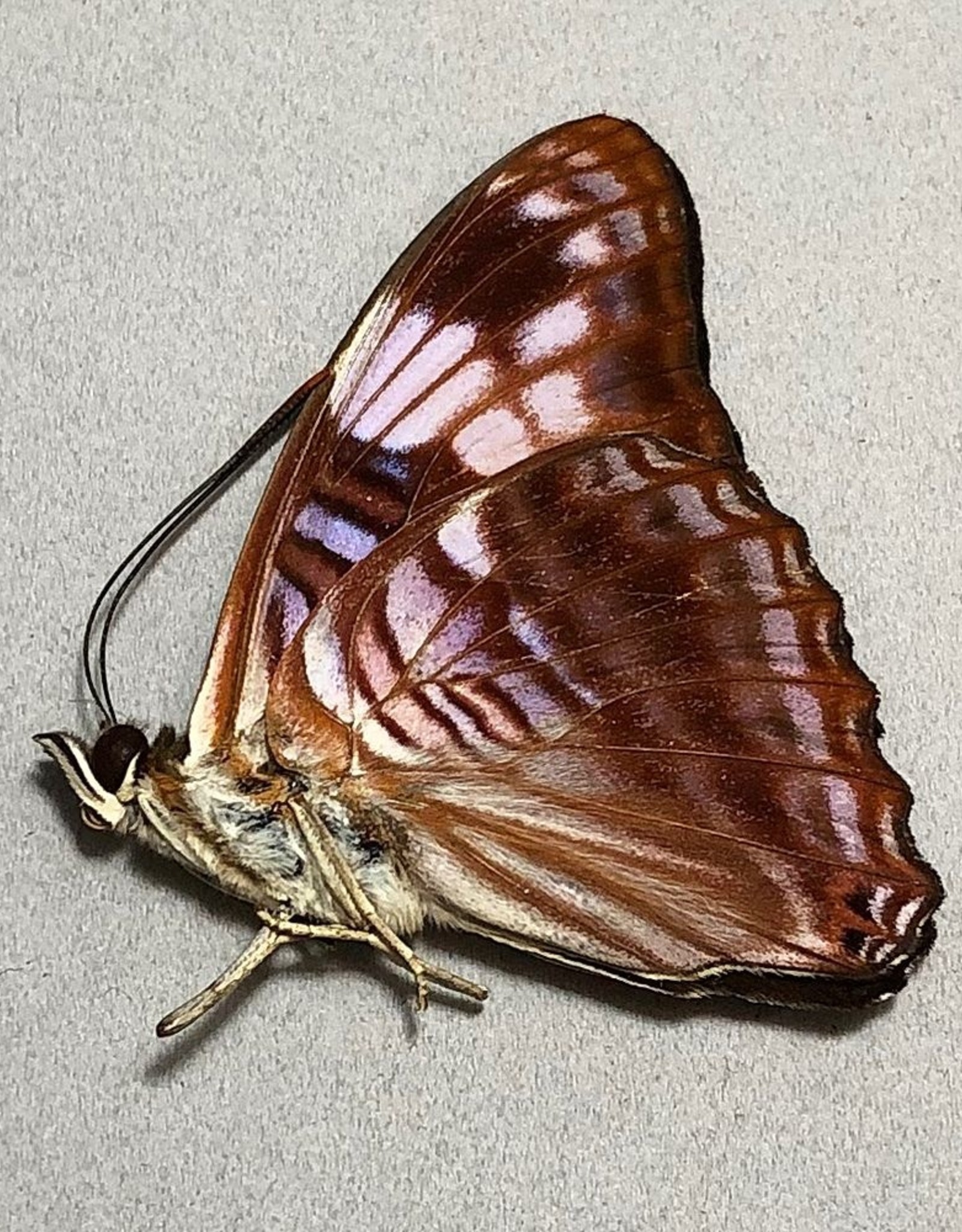 Adelpha ximena M A1 Peru