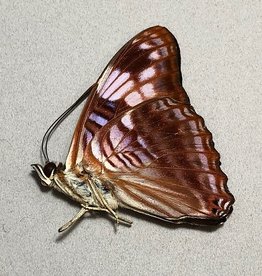 Adelpha ximena M A1 Peru