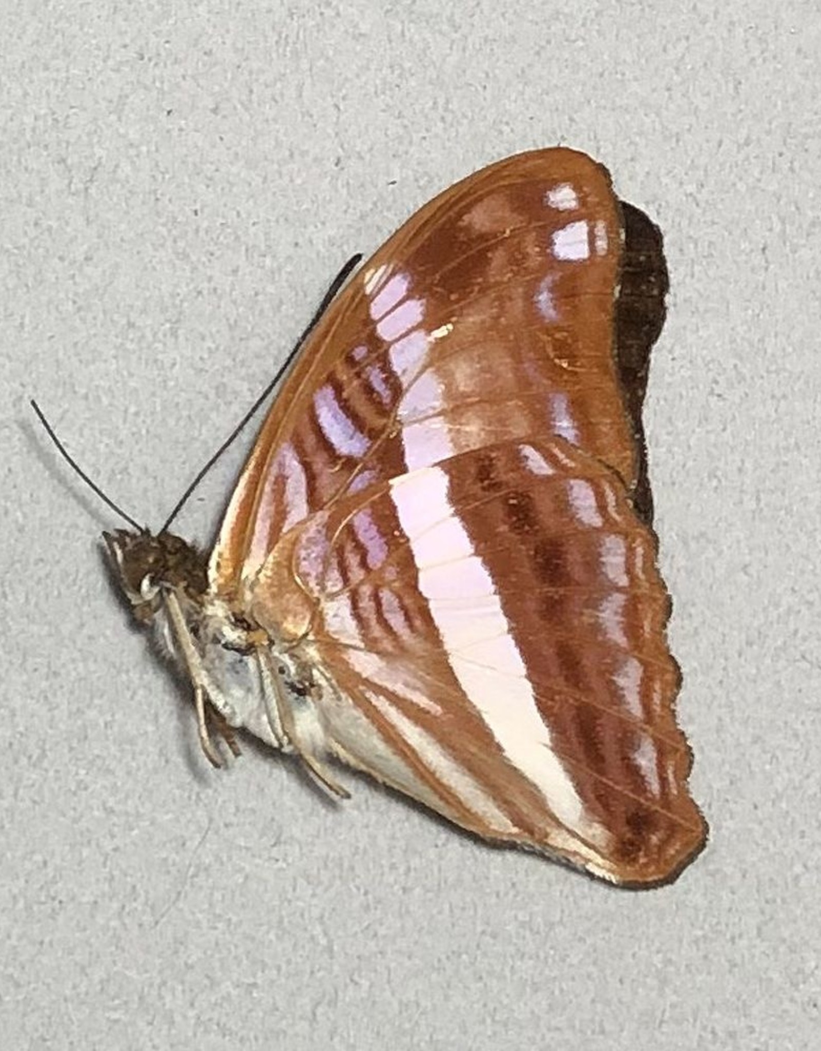 Adelpha cocala cocala M A1 Peru