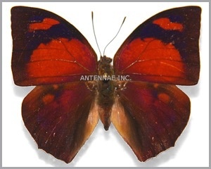 Fountainea (=Anaea) ryphea ryphea M A1 Peru - Butterfly Art Inc.