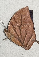 Memphis (=Anaea) philumena philomena M A1 Peru