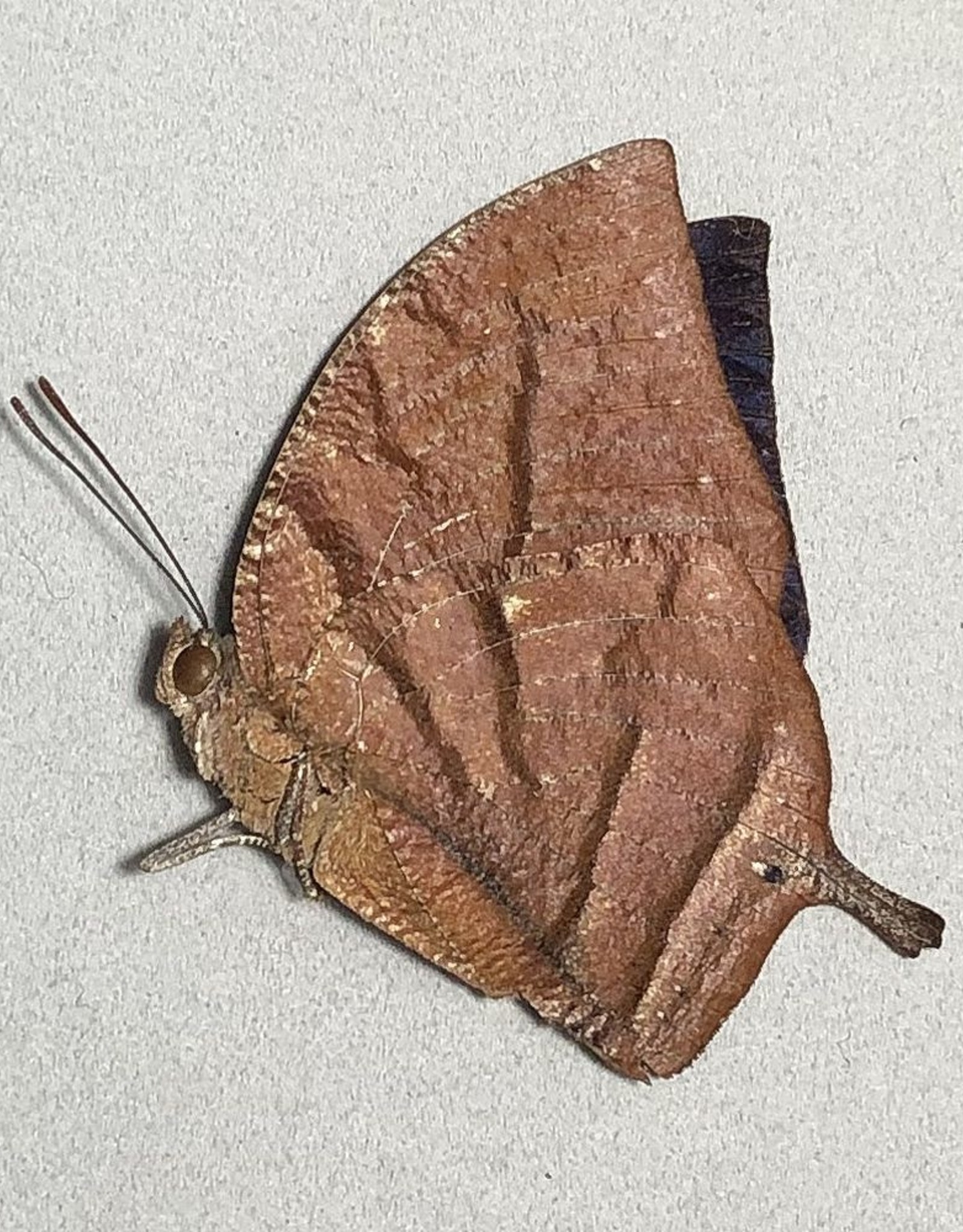 Memphis (=Anaea) philumena philomena M A1 Peru