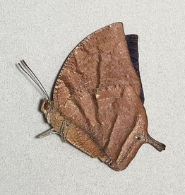 Memphis (=Anaea) philumena philomena M A1 Peru