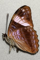 Adelpha boreas boreas M A1 Peru